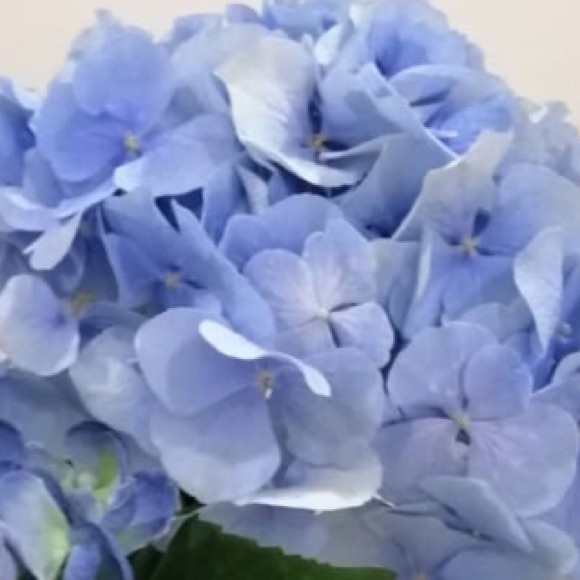 Meet your Posher, Grace - Picture 1 of 1